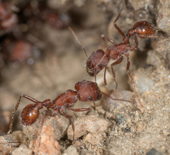 Pogonomyrmex subnitidus