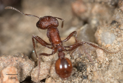 Pogonomyrmex subnitidus
