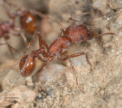 Pogonomyrmex subnitidus