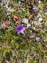 Campanula dasyantha