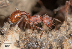 Pogonomyrmex subnitidus