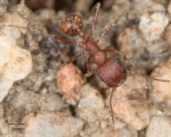 Pogonomyrmex subnitidus