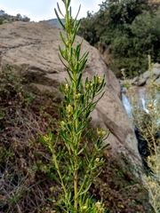 Baccharis linearis