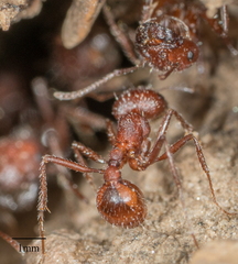 Pogonomyrmex subnitidus