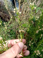 Baccharis linearis