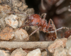 Pogonomyrmex subnitidus