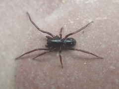 Oedignatha
