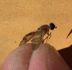 Ptecticus trivittatus