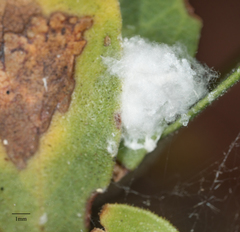 Neophyllura