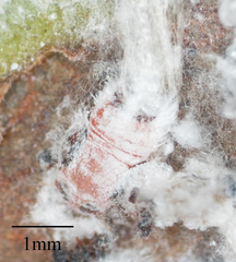 Neophyllura