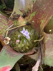 Neoregelia
