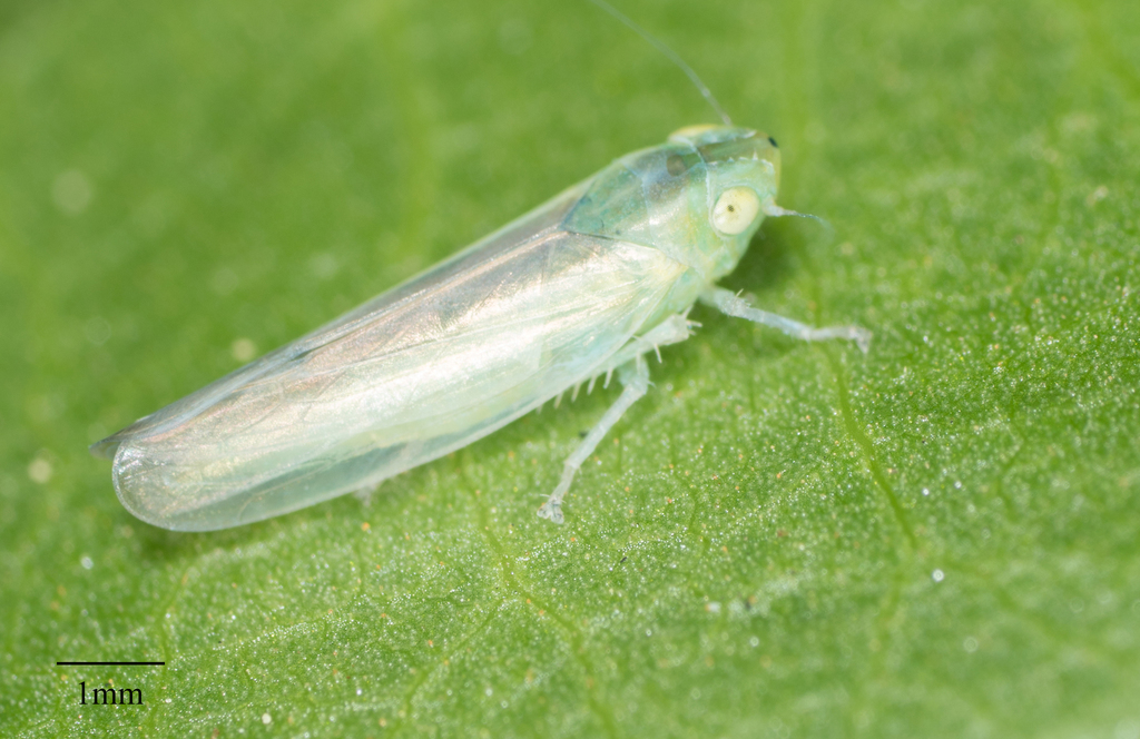 Neocoelidia
