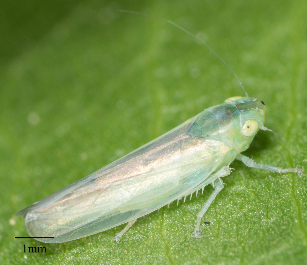 Neocoelidia fuscovittata