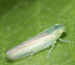 Neocoelidia fuscovittata