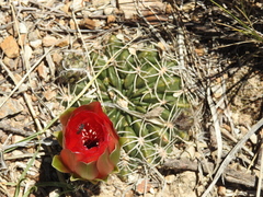 Lobivia cinnabarina