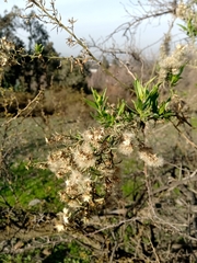 Baccharis paniculata