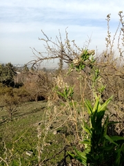 Baccharis paniculata
