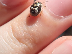 Rubiconia intermedia