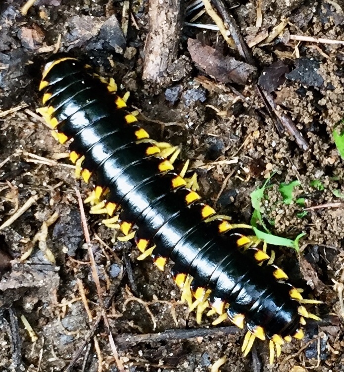 Yellow-and-black Flat Millipede