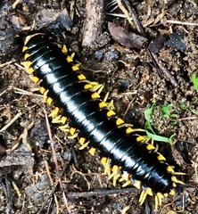Yellow-and-black Flat Millipede