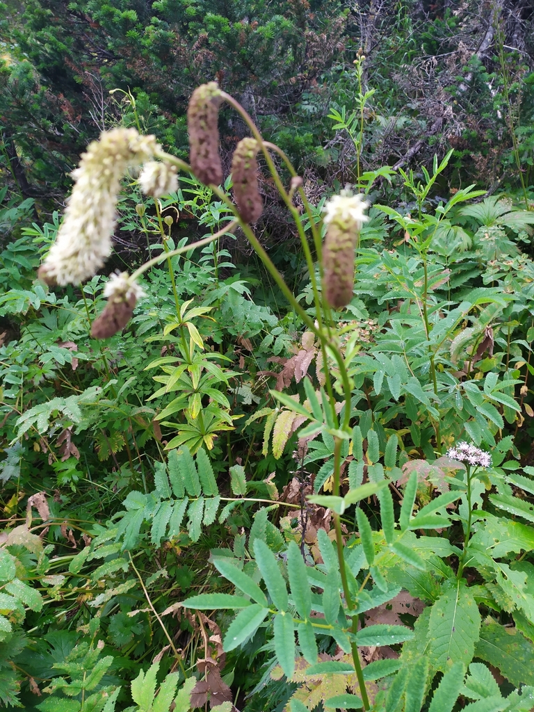 Sanguisorba alpina