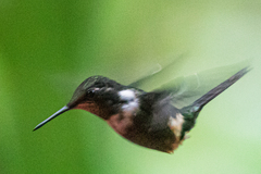 Philodice mitchellii