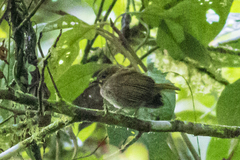 Zimmerius albigularis