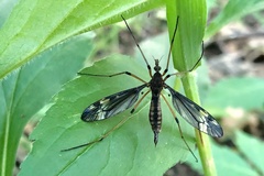 Tipula fuliginosa