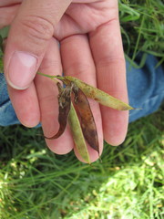 Lathyrus palustris pilosus