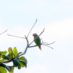 Psittacula alexandri