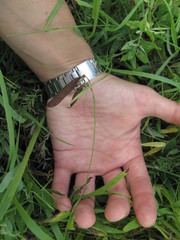 Lathyrus palustris pilosus