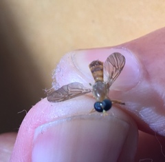 Ptecticus trivittatus