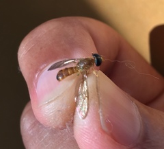 Ptecticus trivittatus