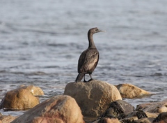 Phalacrocorax neglectus