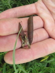 Lathyrus palustris pilosus