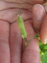 Lathyrus palustris pilosus
