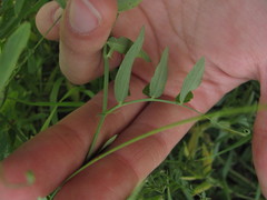 Lathyrus palustris pilosus