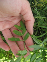 Lathyrus palustris pilosus