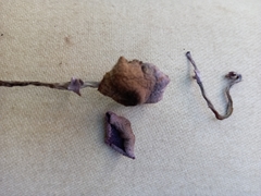 Leucoagaricus coerulescens