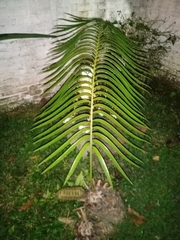 Ceratozamia