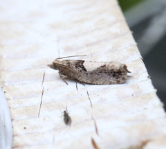 Epinotia brunnichana