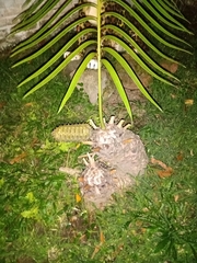 Ceratozamia