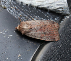 Protolampra sobrina