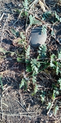 Tribulus terrestris