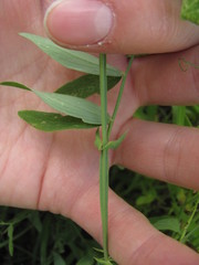 Lathyrus palustris pilosus