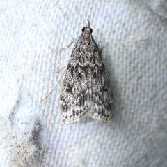 Eudonia truncicolella