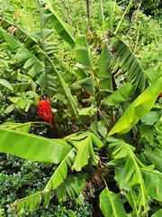 Musa coccinea