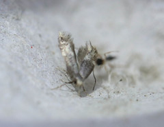 Heliozelidae