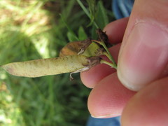 Lathyrus palustris pilosus