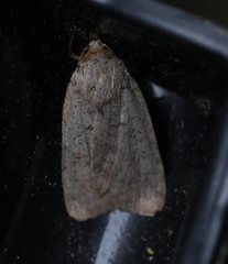 Protolampra sobrina